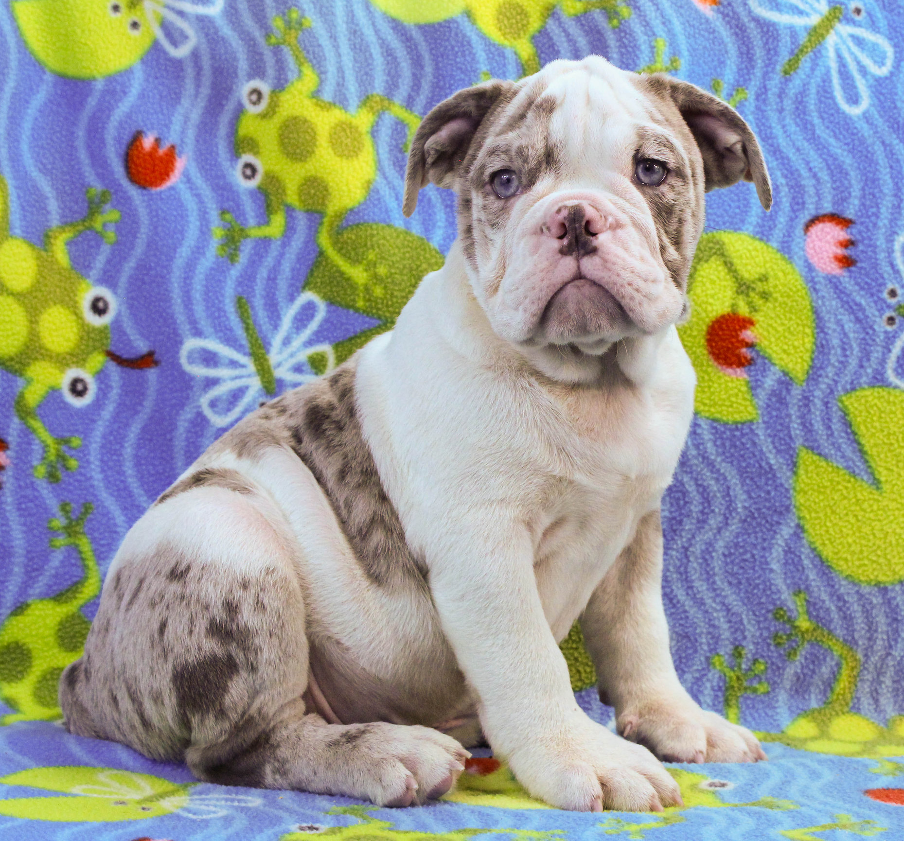 Home of the Smaller AKC English Bulldog Puppies - Newbies