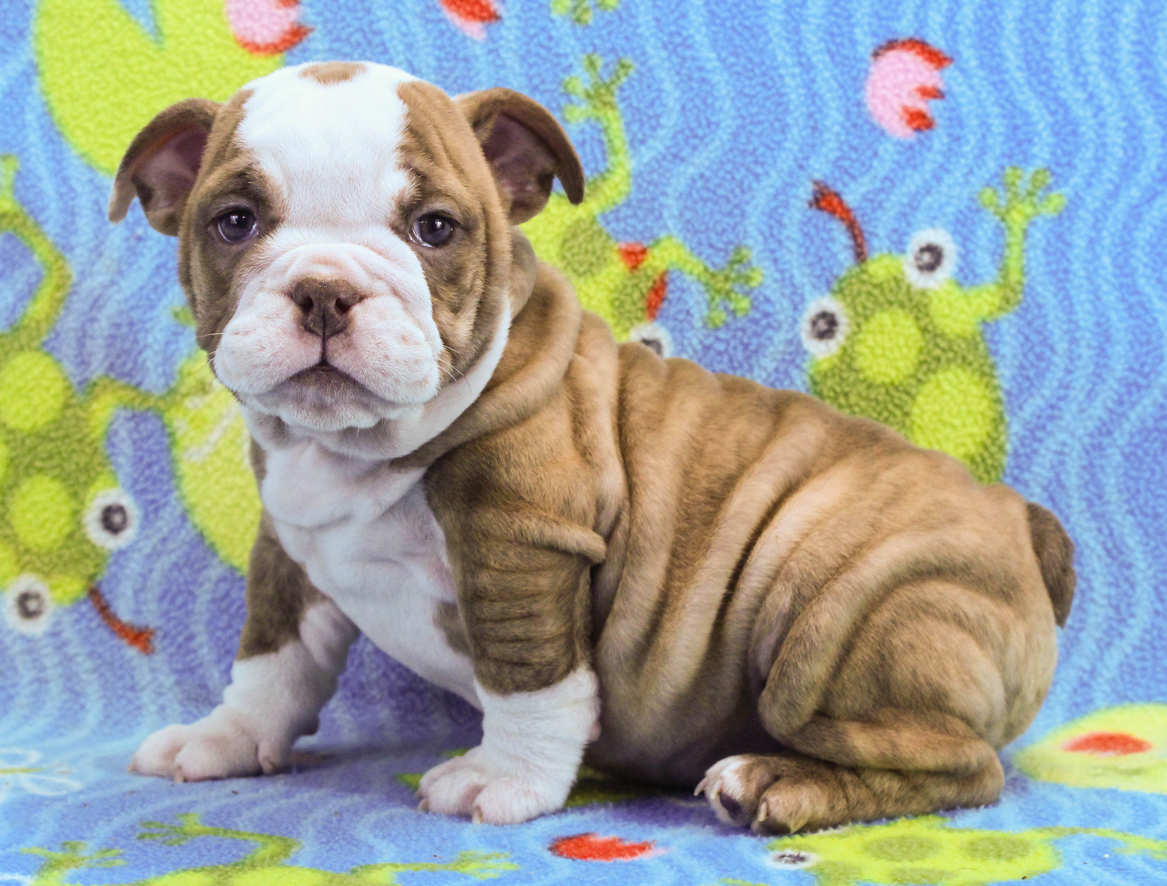 Home of the Smaller AKC English Bulldog Puppies - Newbies