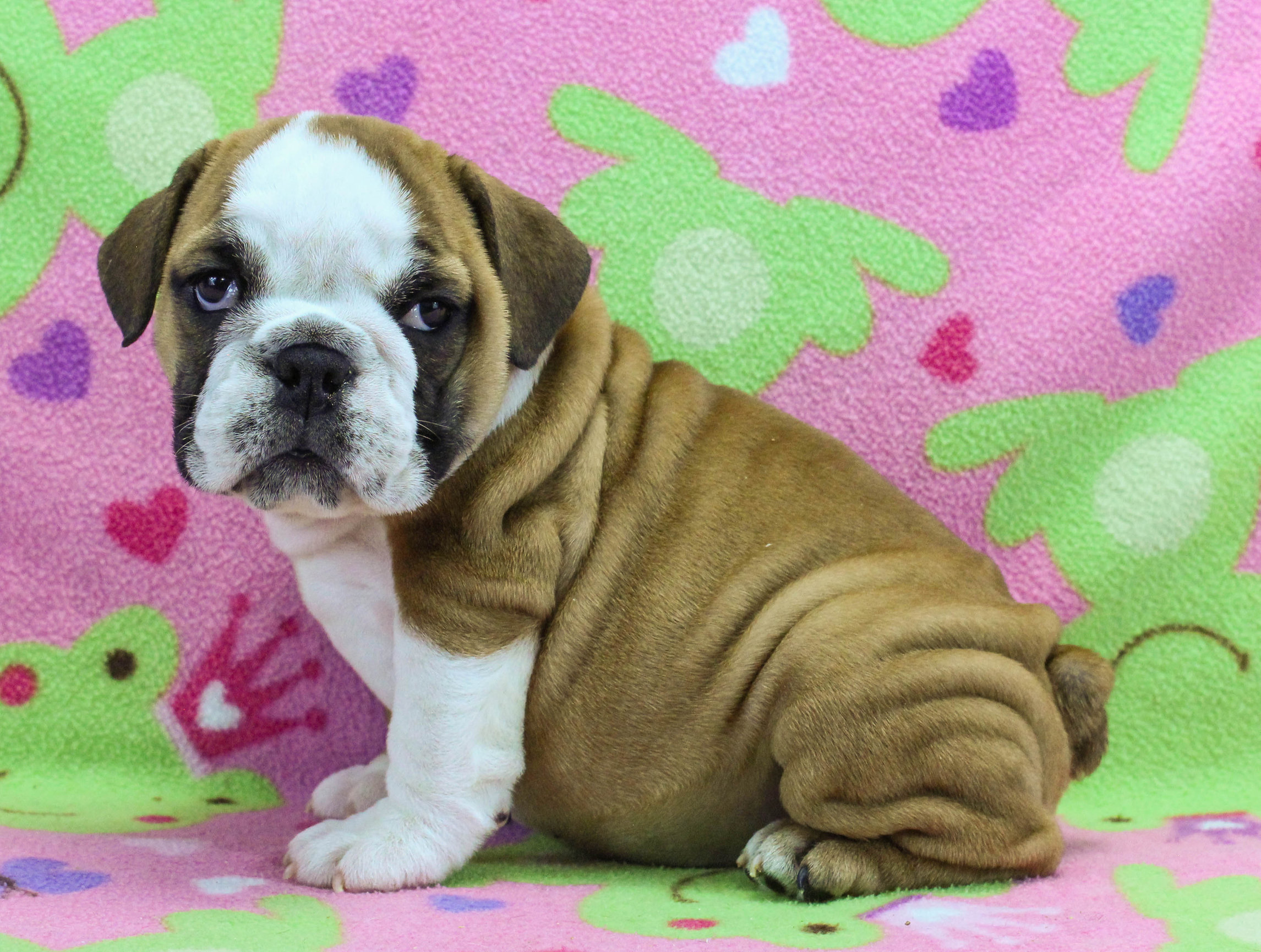 Home of the Smaller AKC English Bulldog Puppies - Newbies