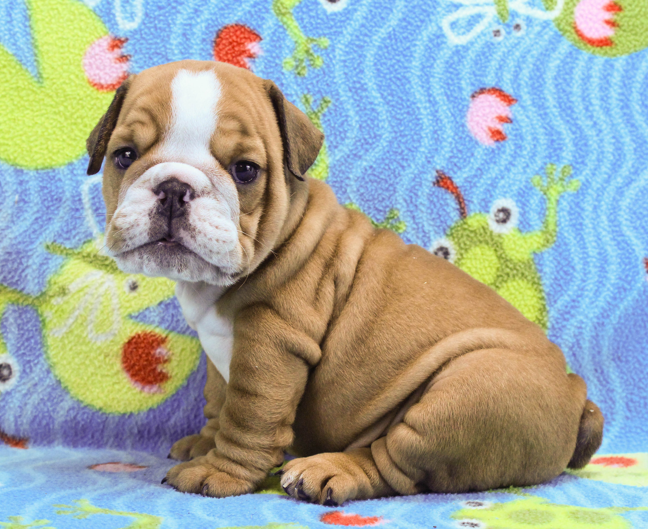 Home of the Smaller AKC English Bulldog Puppies - Newbies