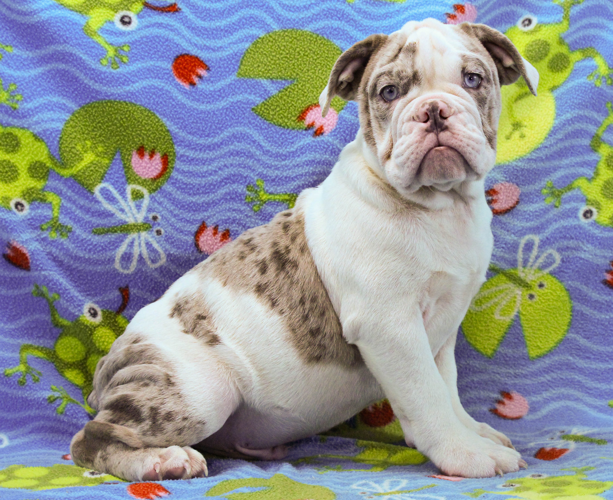 Home of the Smaller AKC English Bulldog Puppies - Newbies