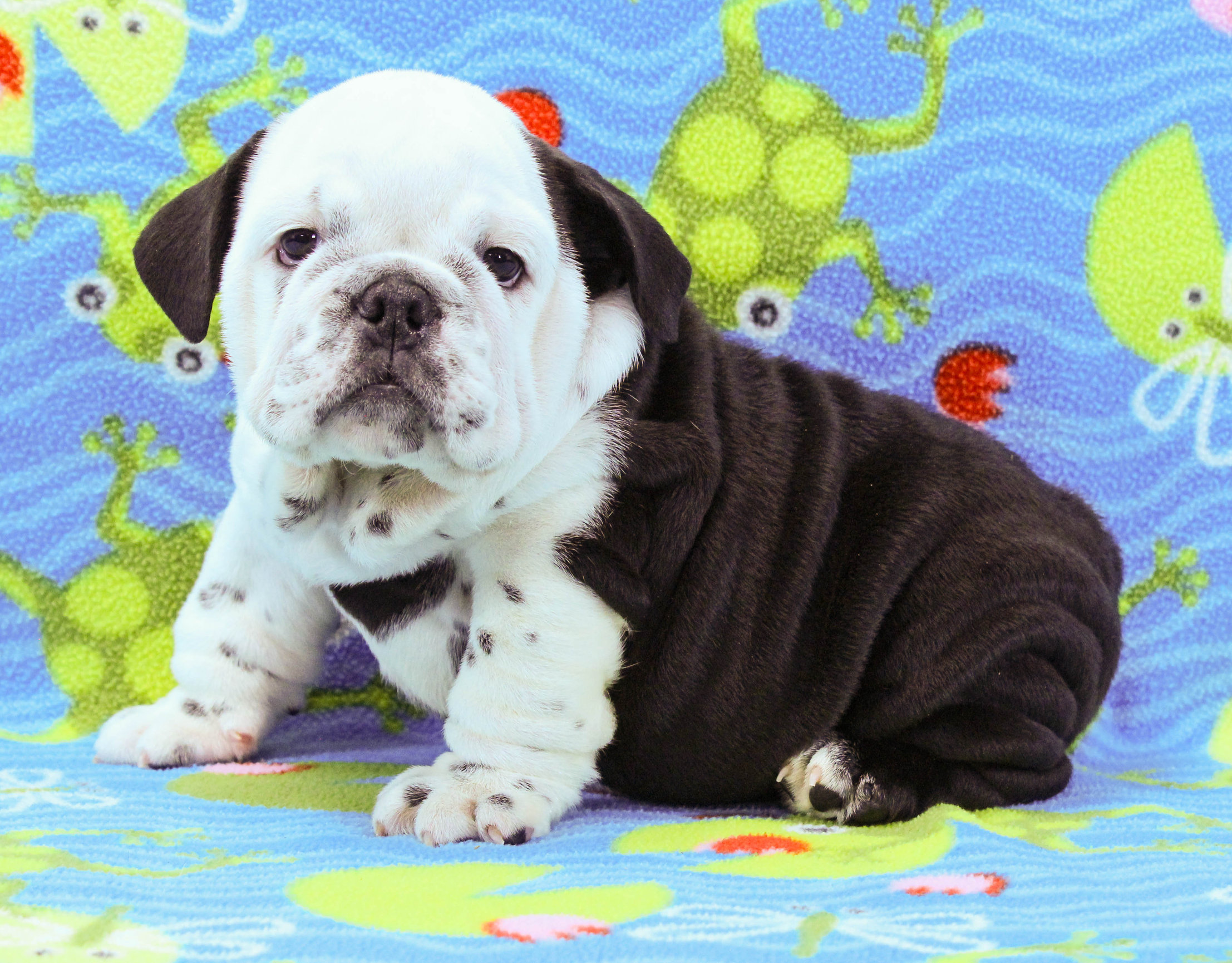 Home of the Smaller AKC English Bulldog Puppies - Newbies