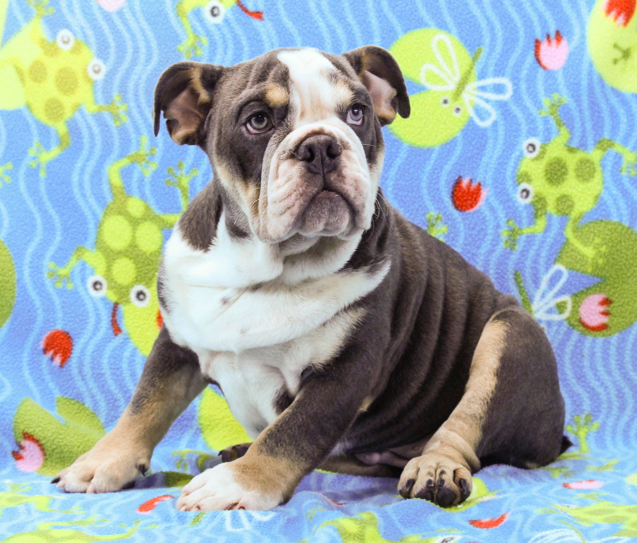 Home of the Smaller AKC English Bulldog Puppies - Newbies