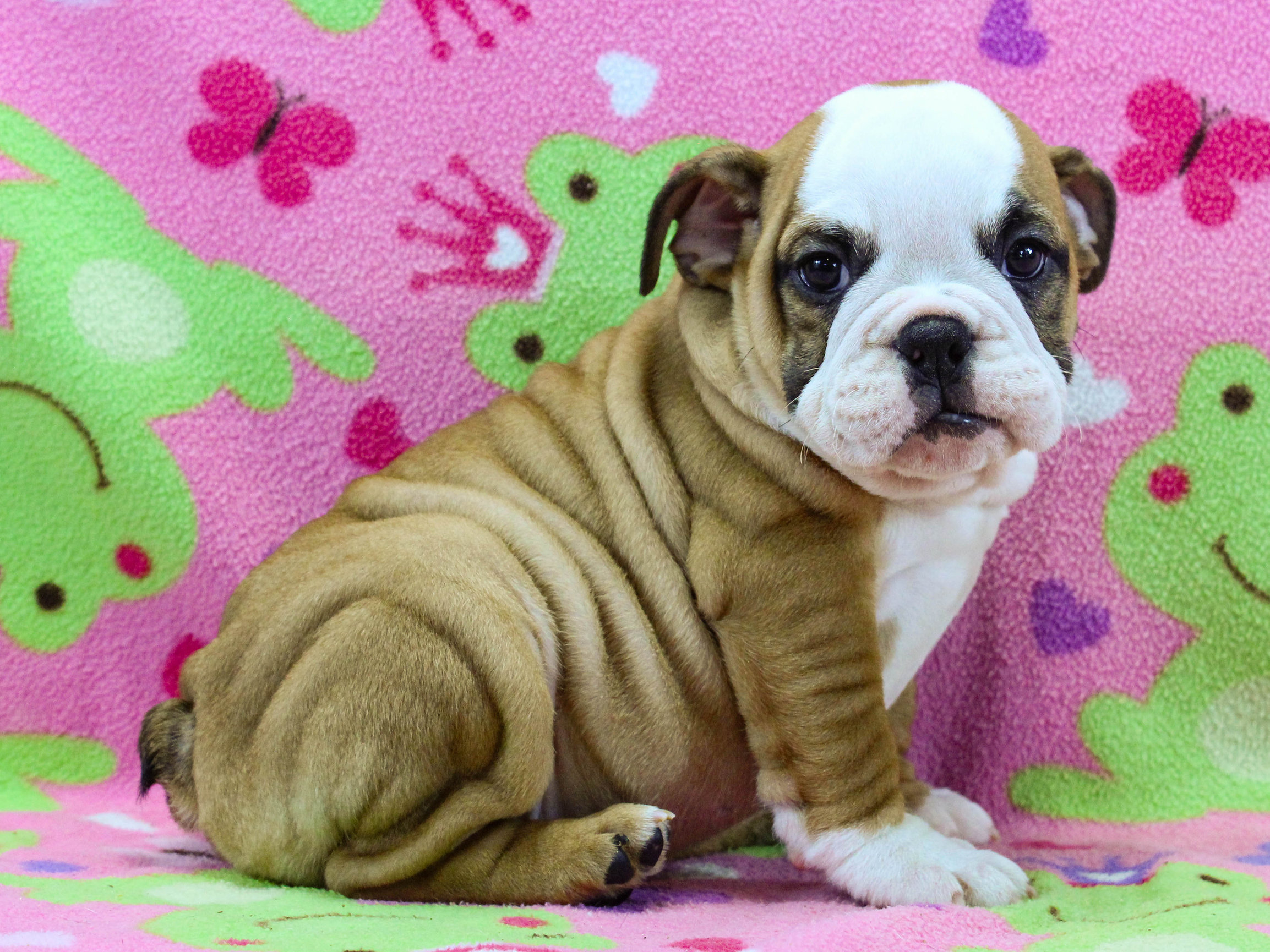 Home of the Smaller AKC English Bulldog Puppies - Newbies