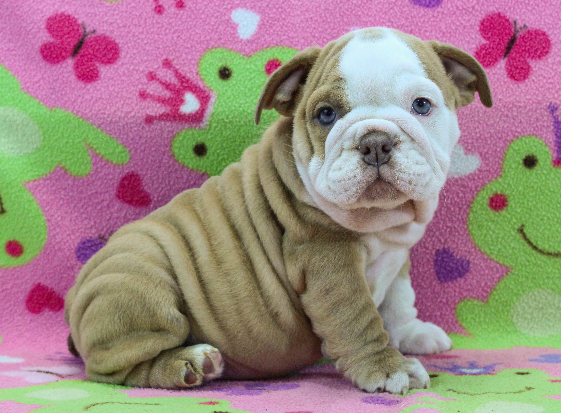 Home of the Smaller AKC English Bulldog Puppies - Newbies