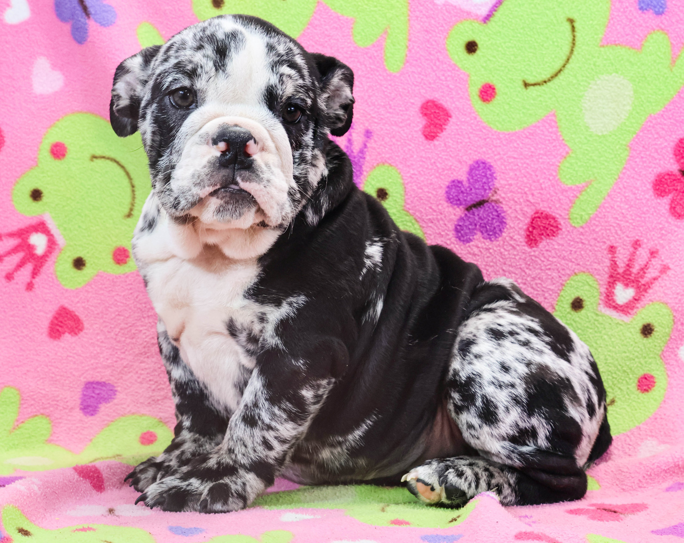 Home of the Smaller AKC English Bulldog Puppies - Newbies