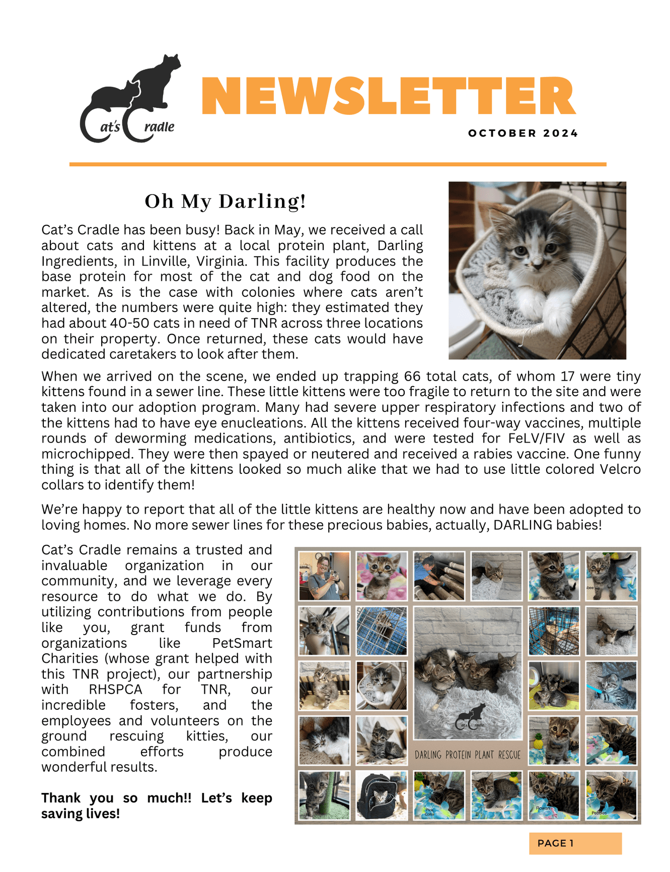 Cat Newsletter Example October Newsletter - Cat's Cradle