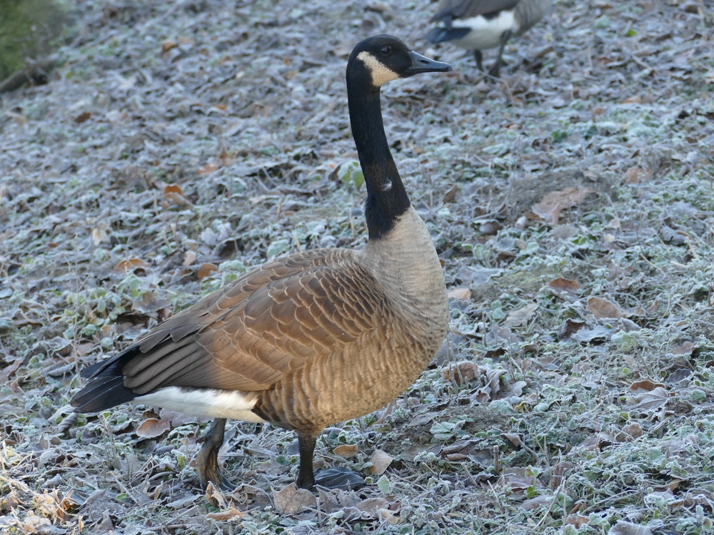 Airhorning canada discount goose